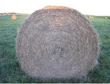 Hay for Sale - Photo 2