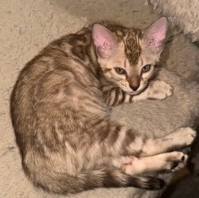 Snow Sepia Bengal female kitten & Brown male Bengal kitten