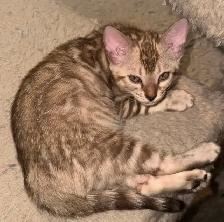 Snow Sepia Bengal female kitten & Brown male Bengal kitten