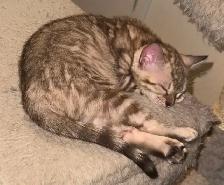 Snow Sepia Bengal female kitten & Brown male Bengal kitten - Photo 2