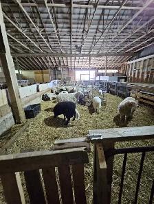 FOR RENT — 4,000 SQ. FT. LIVESTOCK BARN | VINBROOK, ON - Photo 6