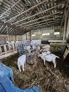 FOR RENT — 4,000 SQ. FT. LIVESTOCK BARN | VINBROOK, ON - Photo 7