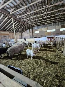 FOR RENT — 4,000 SQ. FT. LIVESTOCK BARN | VINBROOK, ON - Photo 8