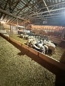 FOR RENT — 4,000 SQ. FT. LIVESTOCK BARN | VINBROOK, ON - Photo 9