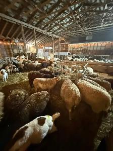 FOR RENT — 4,000 SQ. FT. LIVESTOCK BARN | VINBROOK, ON - Photo 10