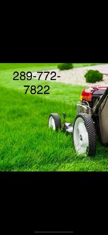 grass cut and clean up 289-772-7822