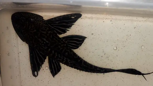 8 inch pleco for sale
