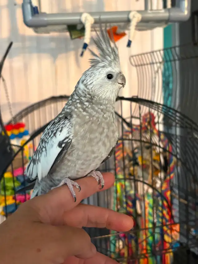 femelle cockatiel avec cage