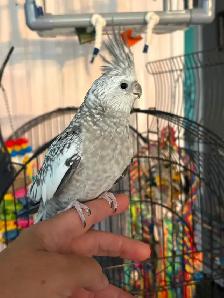 femelle cockatiel avec cage