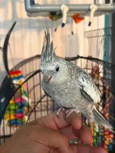 femelle cockatiel avec cage - Photo 2