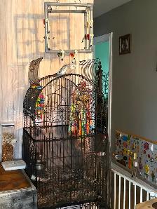 femelle cockatiel avec cage - Photo 3