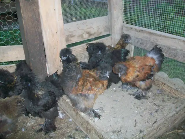 Poules à vendre