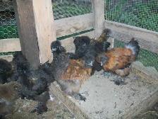 Poules à vendre