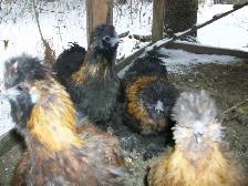 Poules à vendre - Photo 2
