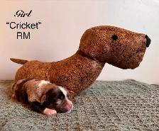 Mini American Shepherd