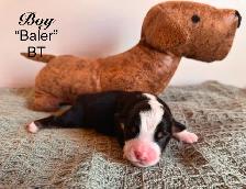 Mini American Shepherd - Photo 2