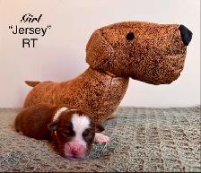 Mini American Shepherd - Photo 3