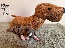 Mini American Shepherd - Photo 4