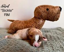Mini American Shepherd - Photo 5