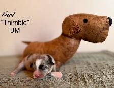 Mini American Shepherd - Photo 6