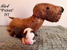 Mini American Shepherd - Photo 7