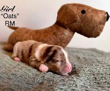 Mini American Shepherd - Photo 8