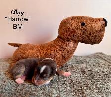 Mini American Shepherd - Photo 9