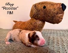 Mini American Shepherd - Photo 10