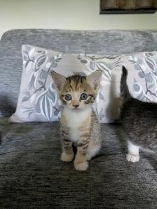 adorable kittens looking for their fur-ever homes