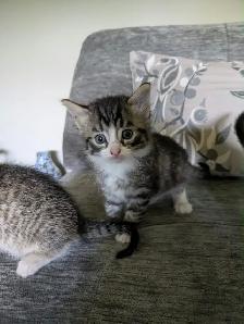 adorable kittens looking for their fur-ever homes - Photo 2