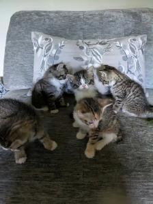 adorable kittens looking for their fur-ever homes - Photo 3