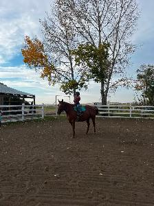 Red Deer Horse Boarding - Photo 2