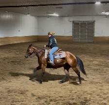 Red Deer Horse Boarding - Photo 3