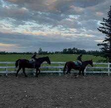 Red Deer Horse Boarding - Photo 9