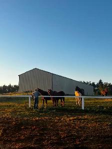 Red Deer Horse Boarding - Photo 10