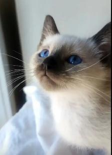 Siamois