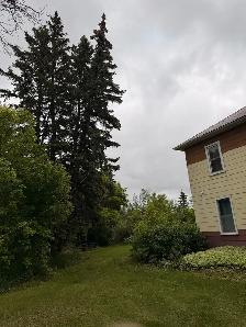 Tree Removal