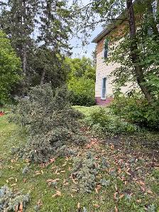 Tree Removal - Photo 2
