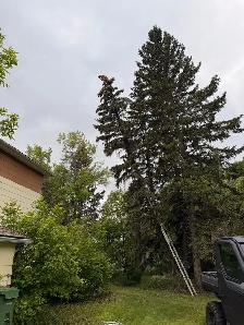 Tree Removal - Photo 3