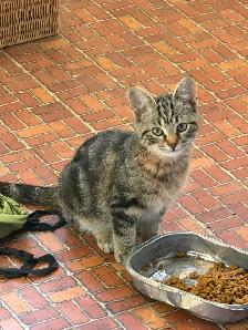 Friendly Kittens - Photo 2