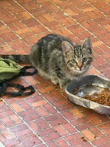 Friendly Kittens - Photo 3