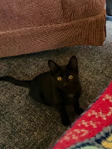 Friendly Kittens - Photo 4