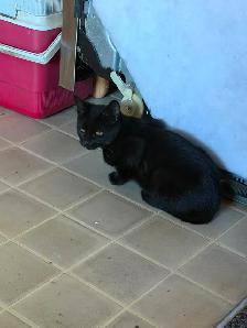 Friendly Kittens - Photo 5