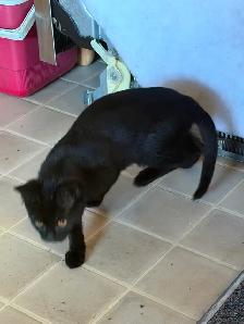 Friendly Kittens - Photo 6
