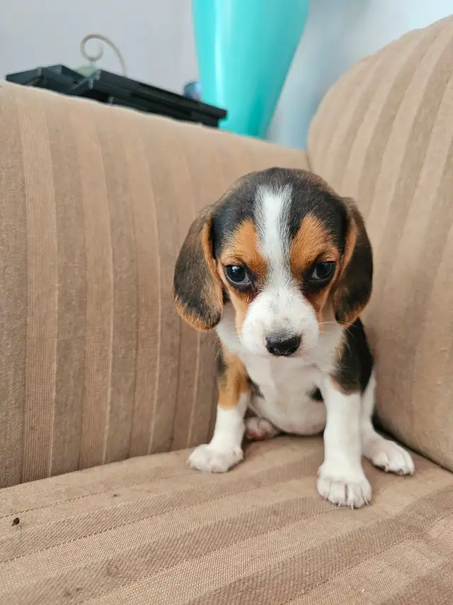 POCKET BEAGLE PUPPIES!  tricolor or lemon/white