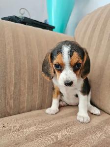 POCKET BEAGLE PUPPIES!  tricolor or lemon/white
