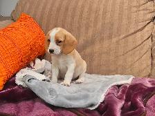 POCKET BEAGLE PUPPIES!  tricolor or lemon/white - Photo 2
