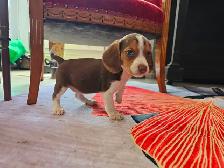 POCKET BEAGLE PUPPIES!  tricolor or lemon/white - Photo 3