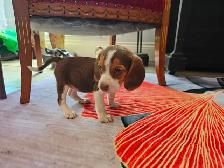 POCKET BEAGLE PUPPIES!  tricolor or lemon/white - Photo 4