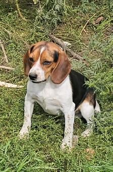 POCKET BEAGLE PUPPIES!  tricolor or lemon/white - Photo 5